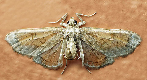 #710 Dapa, Valle Del Cauca
2100m