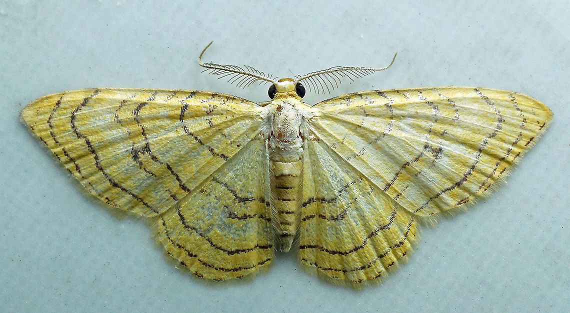 Eois lucivittata Dapa, Valle Del Cauca<br />
2100m Eois lucivittata