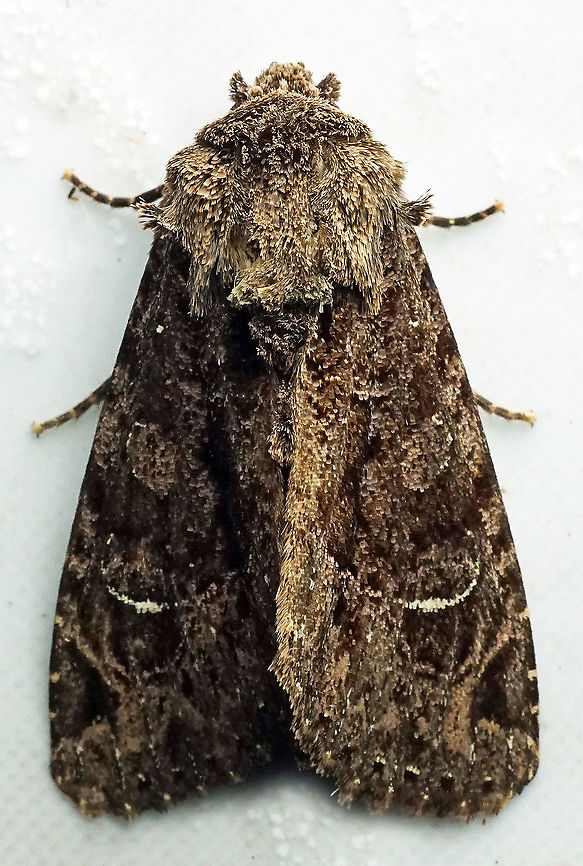 #713 Dapa, Valle Del Cauca<br />
2100m