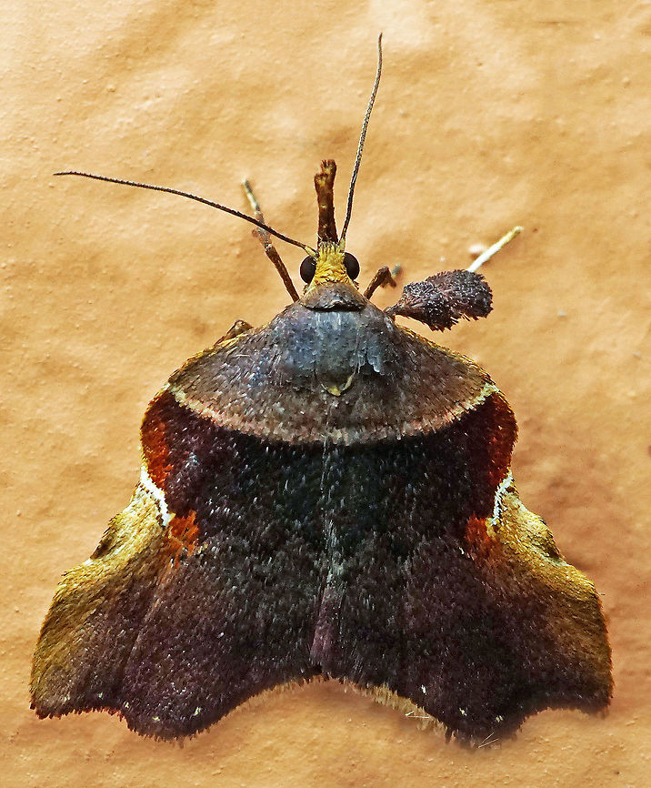 #714 Dapa, Valle Del Cauca<br />
2100m