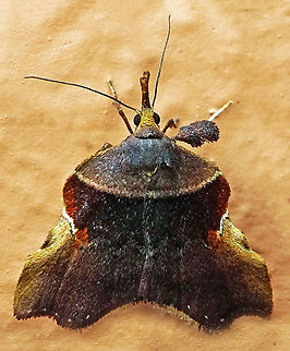 #714 Dapa, Valle Del Cauca
2100m