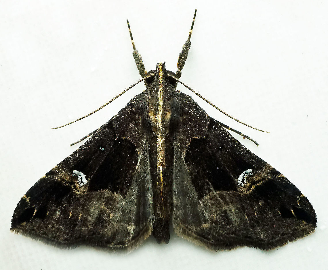 #715 Dapa, Valle Del Cauca<br />
2100m