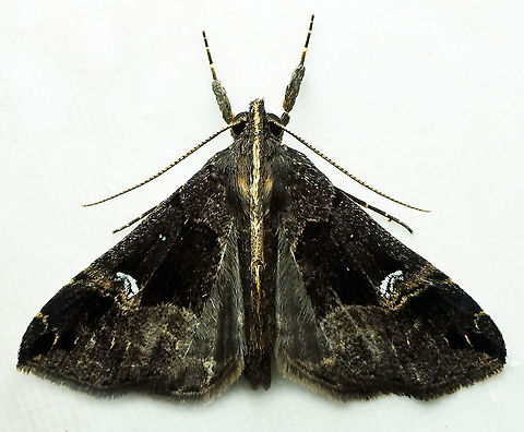 #715 Dapa, Valle Del Cauca
2100m