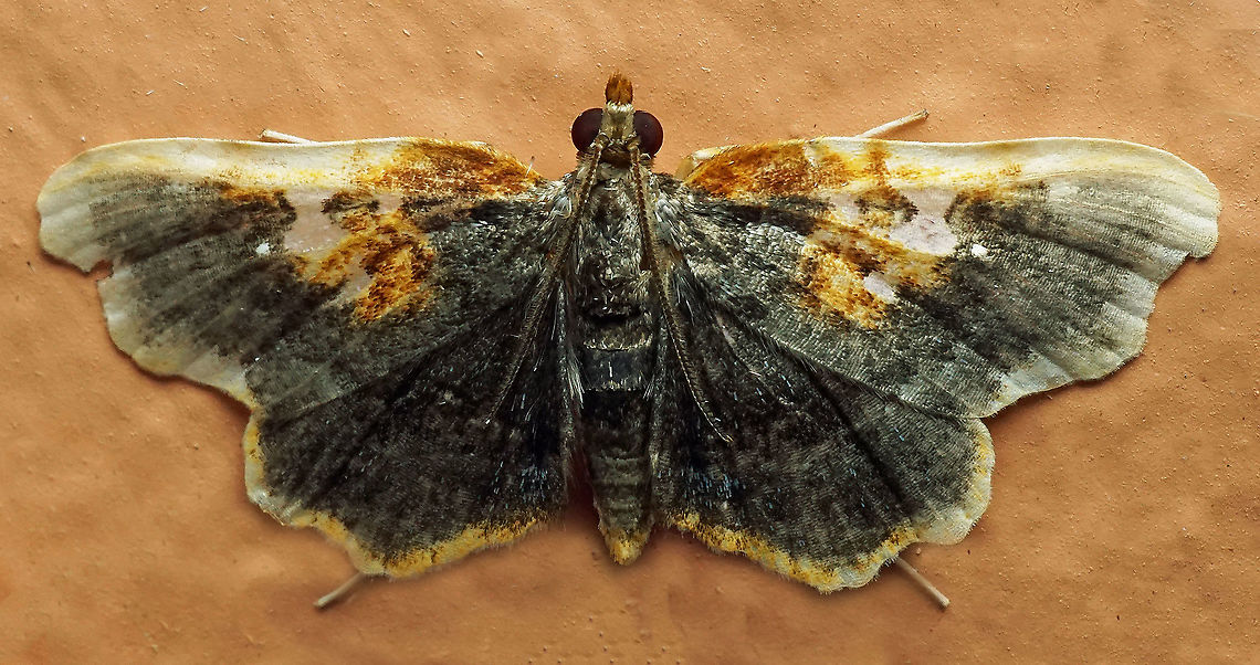 #717 Dapa, Valle Del Cauca<br />
2100m