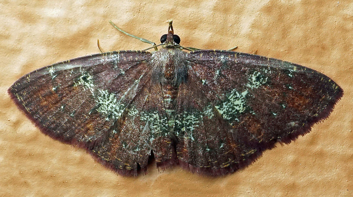 #718 Dapa, Valle Del Cauca<br />
2100m