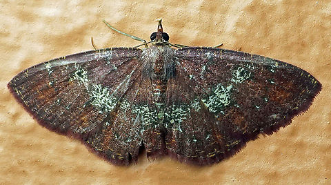 #718 Dapa, Valle Del Cauca
2100m