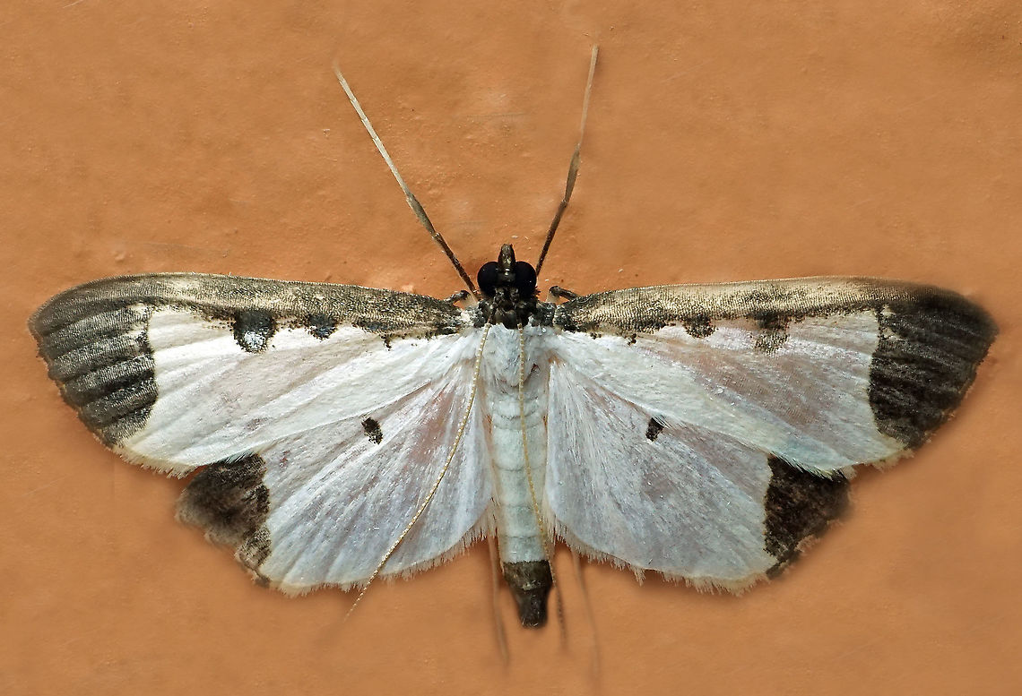 #719 Dapa, Valle Del Cauca<br />
2100m