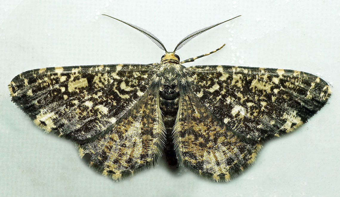 #720 Dapa, Valle Del Cauca<br />
2100m