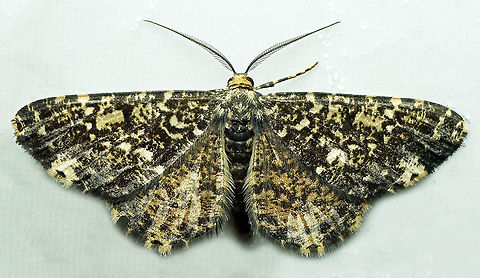 #720 Dapa, Valle Del Cauca
2100m