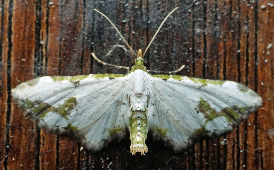 #721 Dapa, Valle Del Cauca<br />
2100m