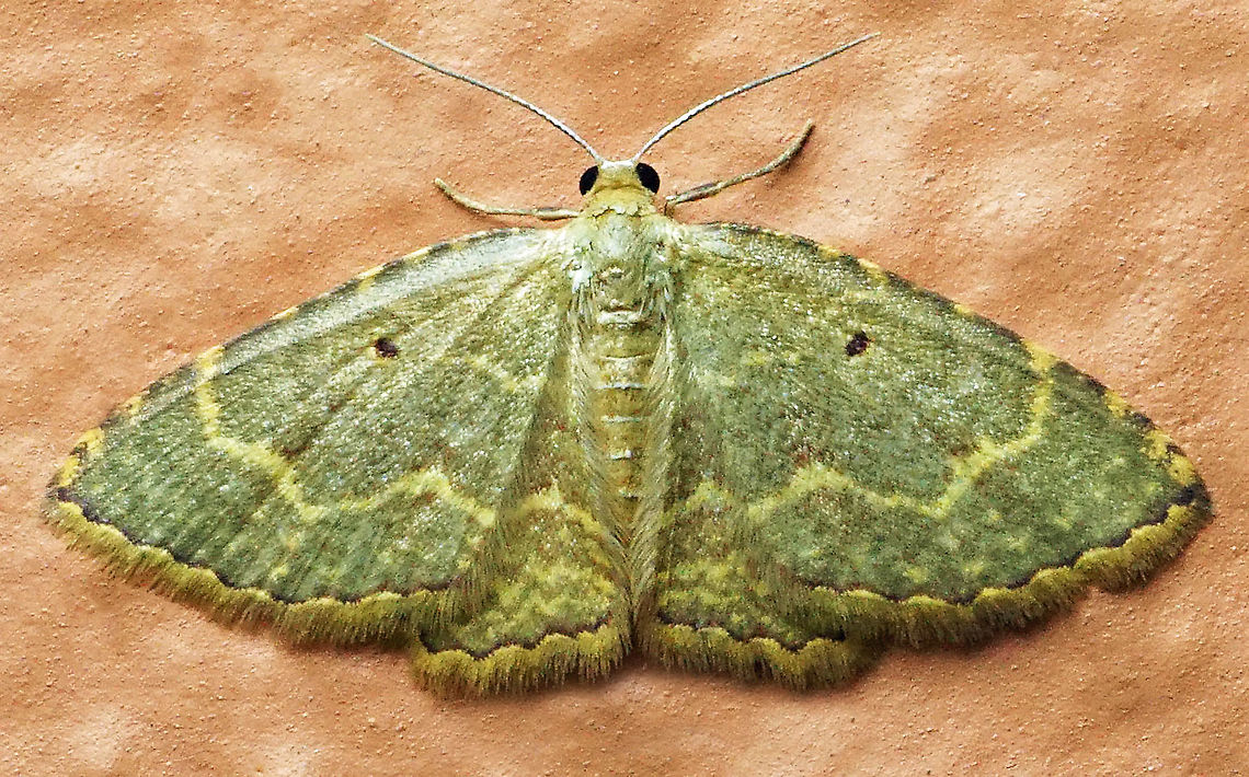 Eois sp. Dapa, Valle Del Cauca<br />
2100m