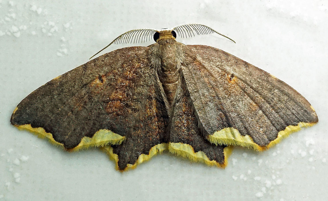 Eois sp. Dapa, Valle Del Cauca<br />
2100m