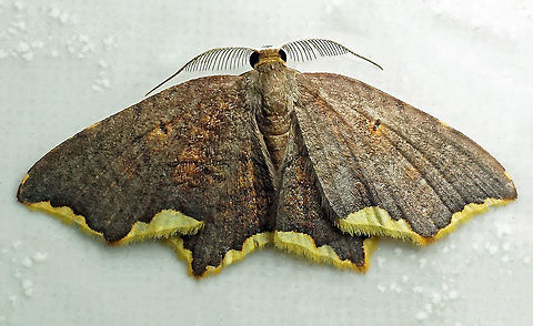 Eois sp. Dapa, Valle Del Cauca
2100m