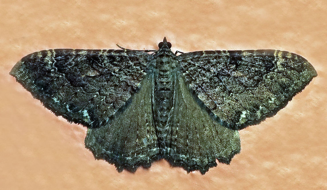 #723 Dapa, Valle Del Cauca<br />
2100m<br />