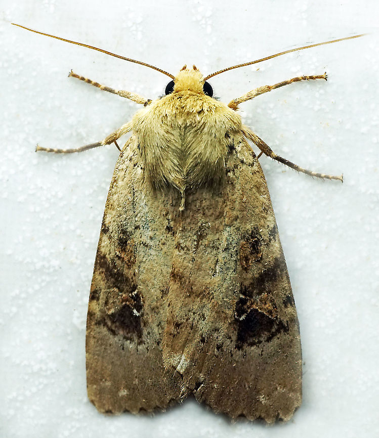 #724 Dapa, Valle Del Cauca<br />
2100m