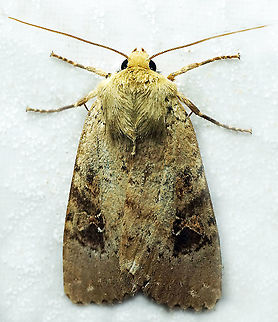 #724 Dapa, Valle Del Cauca
2100m