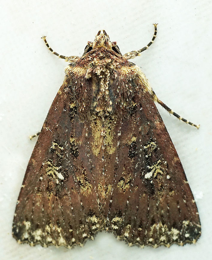 #725 Dapa, Valle Del Cauca<br />
2100m