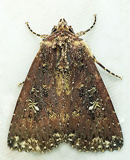 #725 Dapa, Valle Del Cauca
2100m