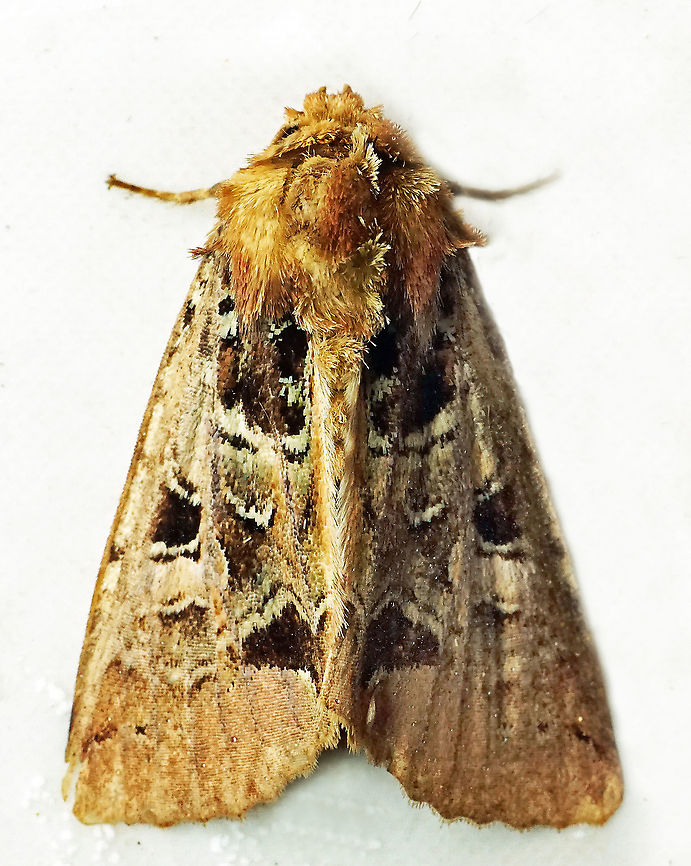 #726 Dapa, Valle Del Cauca<br />
2100m