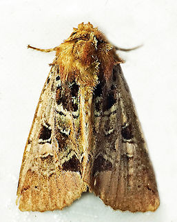 #726 Dapa, Valle Del Cauca
2100m