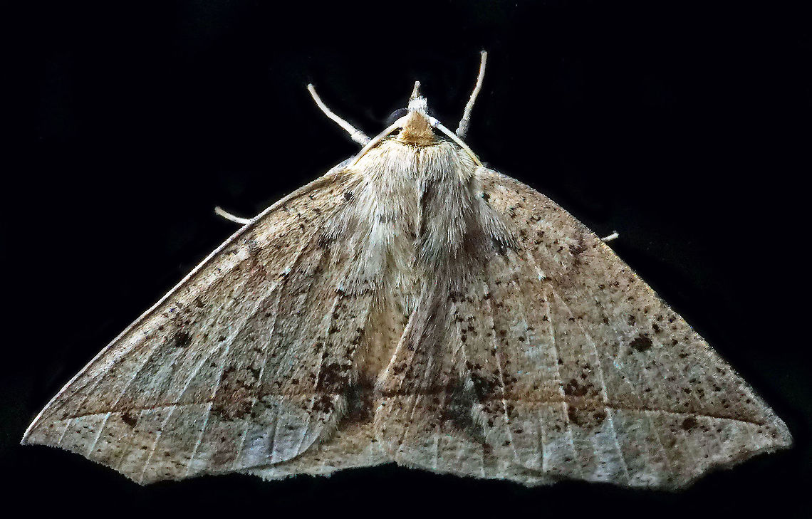 #727 Dapa, Valle Del Cauca<br />
2100m