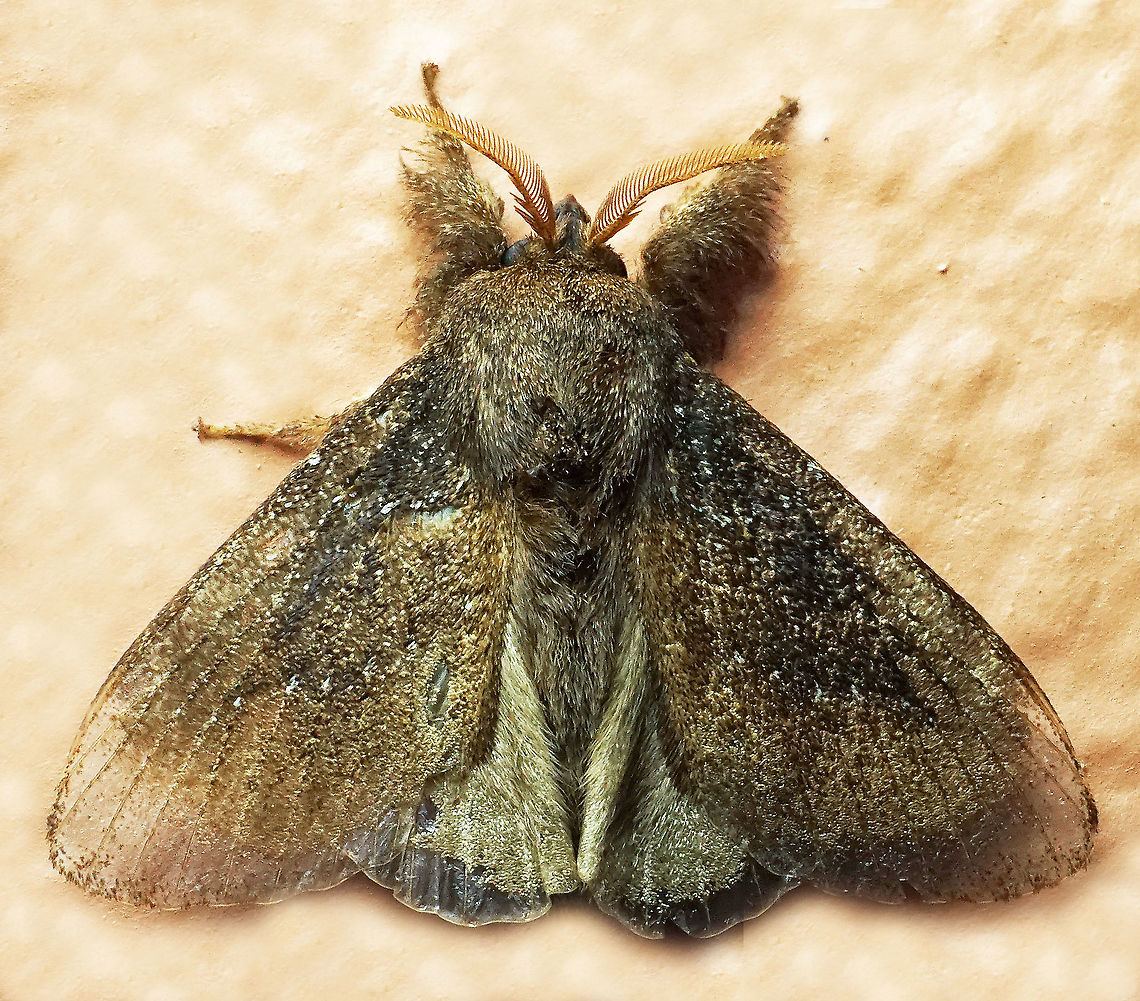 #728 Dapa, Valle Del Cauca<br />
2100m