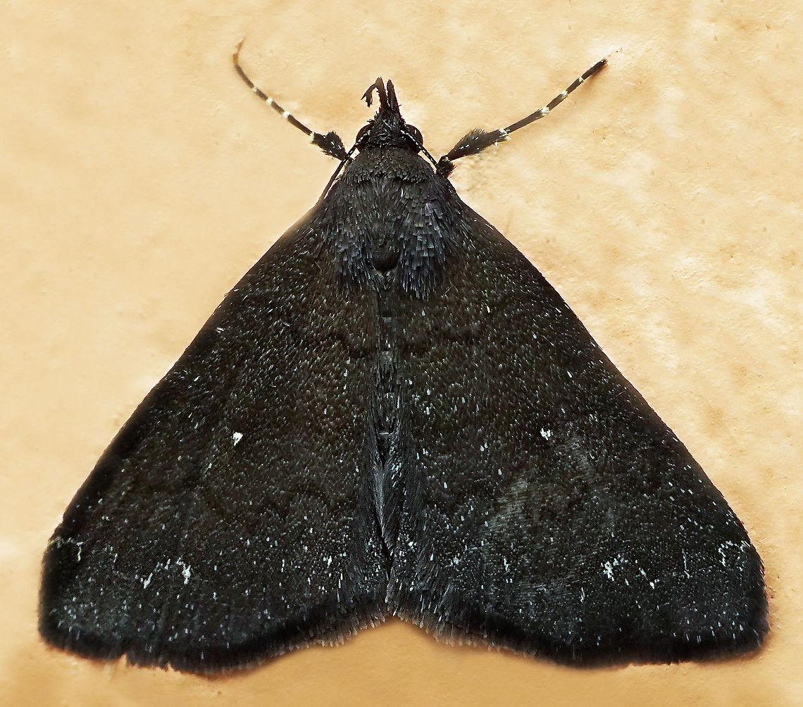 #729 Dapa, Valle Del Cauca<br />
2100m