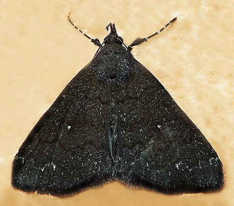 #729 Dapa, Valle Del Cauca
2100m