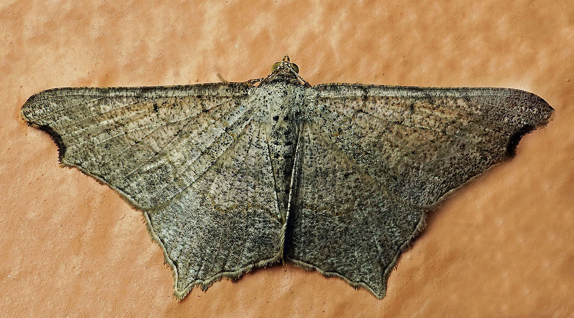 Macaria sp. Dapa, Valle Del Cauca<br />
2100m