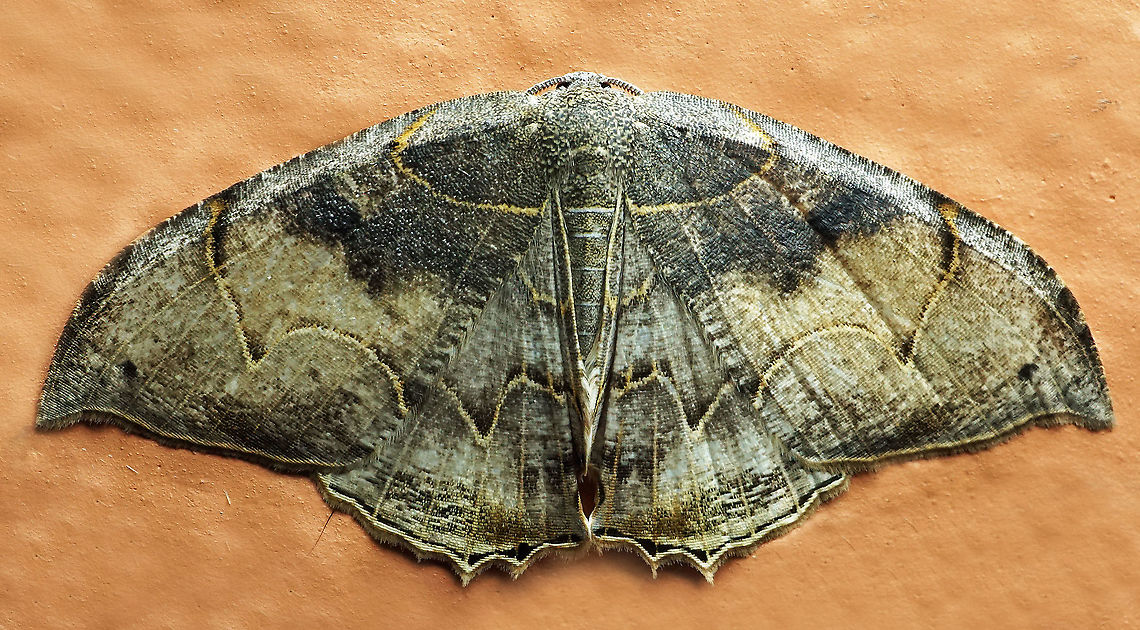 Syngria drepanata Dapa, Valle Del Cauca<br />
2100m Syngria drepanata