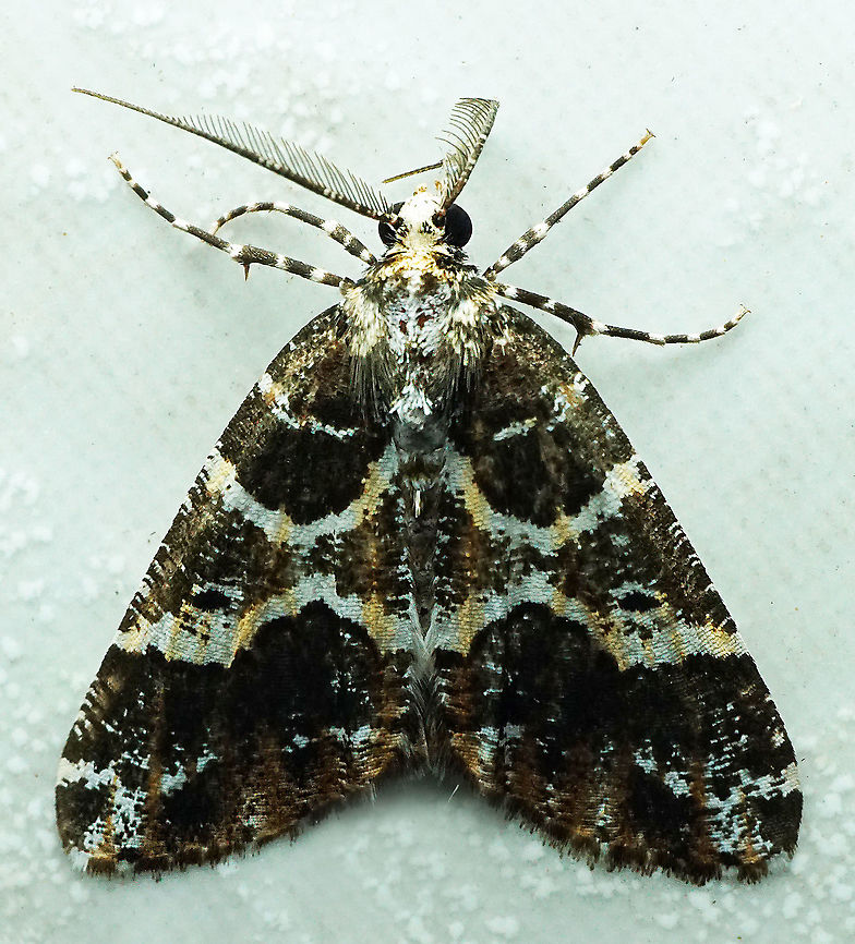 #732 Dapa, Valle Del Cauca<br />
2100m