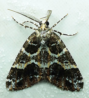 #732 Dapa, Valle Del Cauca
2100m