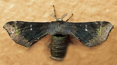 Quentalia sp. Dapa, Valle Del Cauca
2100m