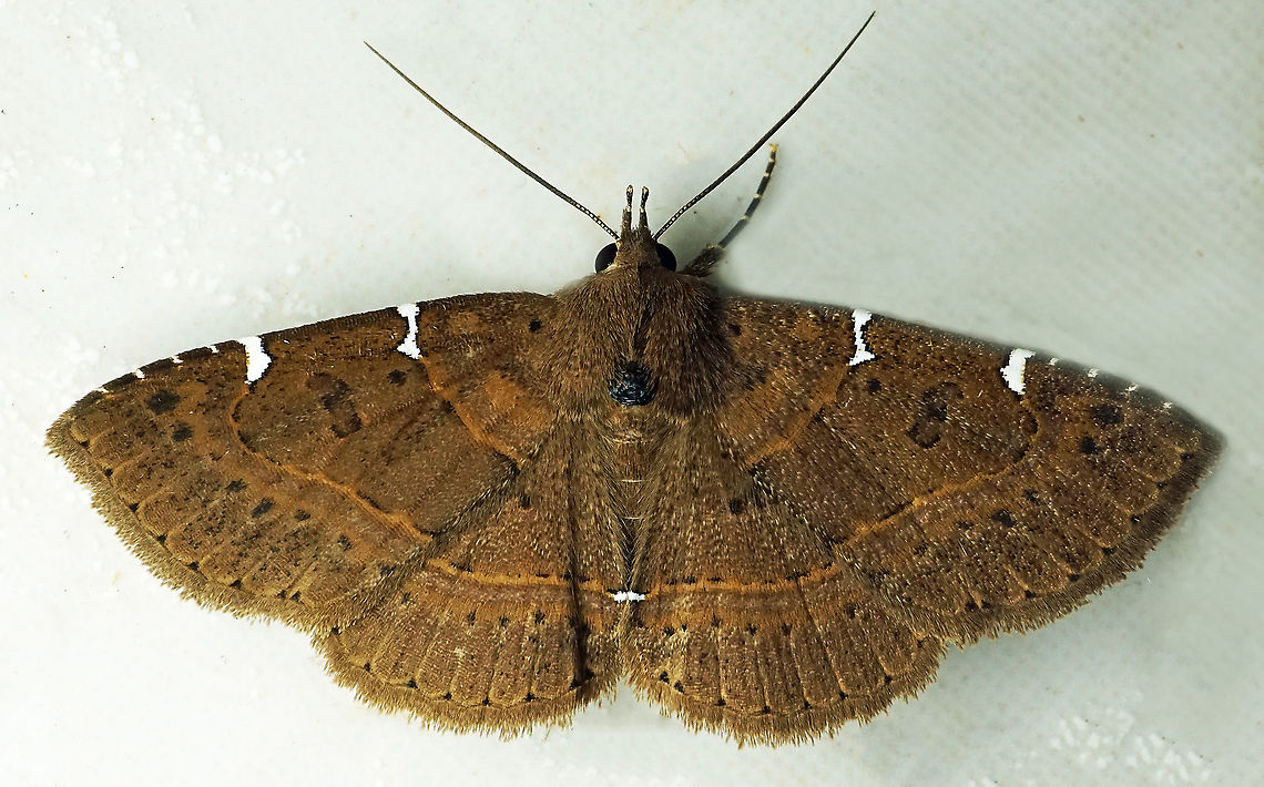 Antiblemma sp. Dapa, Valle Del Cauca<br />
2100m