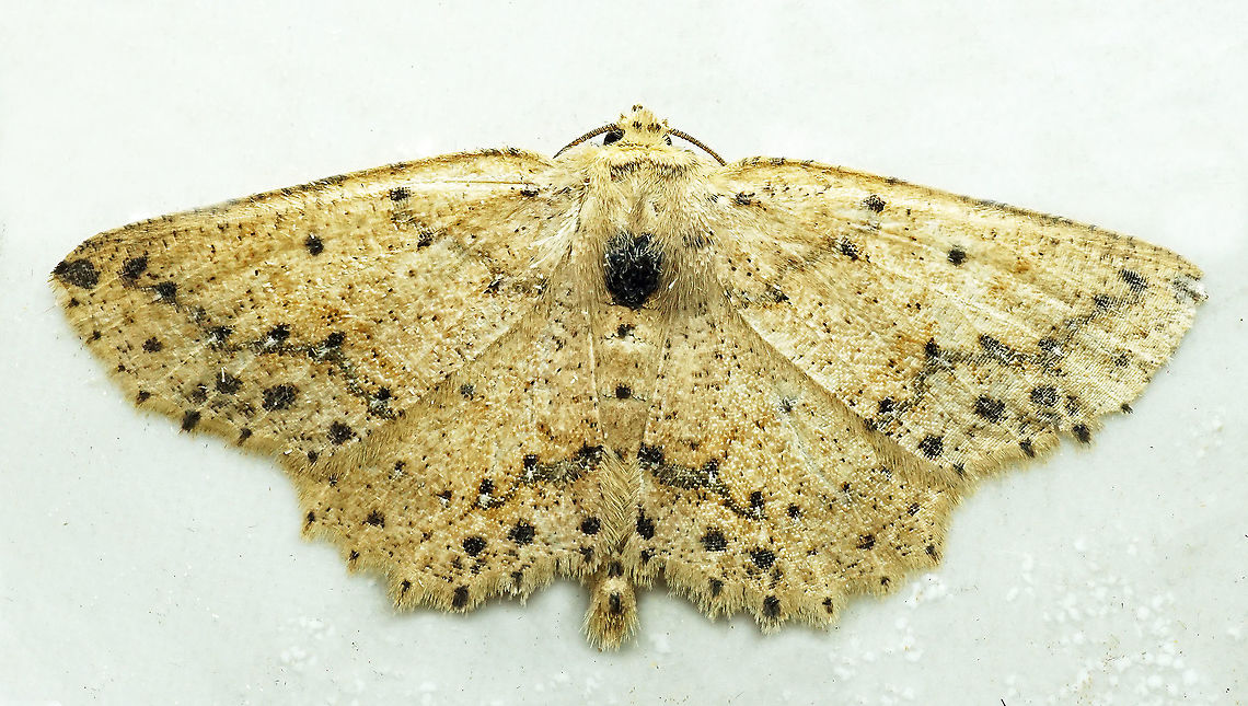 Isochromodes bellona Dapa, Valle Del Cauca<br />
2100m Isochromodes bellona