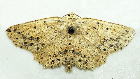 Isochromodes bellona Dapa, Valle Del Cauca
2100m Isochromodes bellona