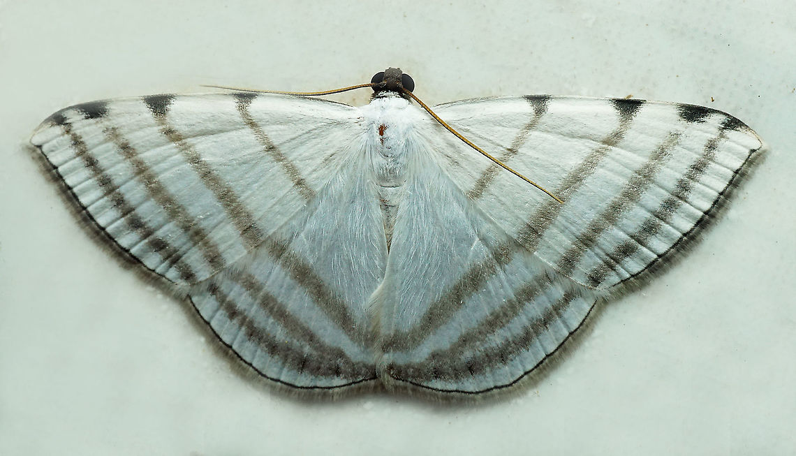Racasta spatiaria Dapa, Valle Del Cauca<br />
2100m Racasta spatiaria