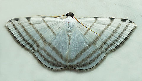 Racasta spatiaria Dapa, Valle Del Cauca
2100m Racasta spatiaria