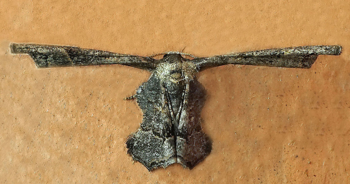 Epiplema sp. Dapa, Valle Del Cauca<br />
2100m