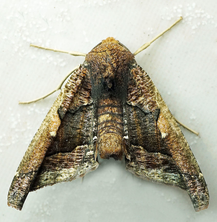 Pero caliginosa Dapa, Valle Del Cauca<br />
2100m Pero caliginosa