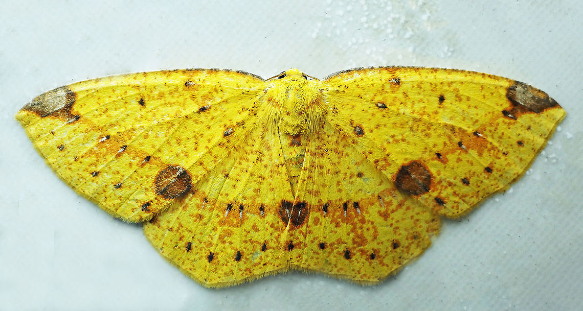 Periclina inquietaria Dapa, Valle Del Cauca<br />
2100m<br />
 Periclina inquietaria