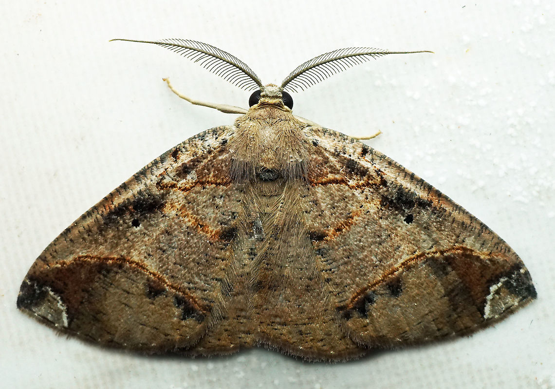 #738 Dapa, Valle Del Cauca<br />
2100m