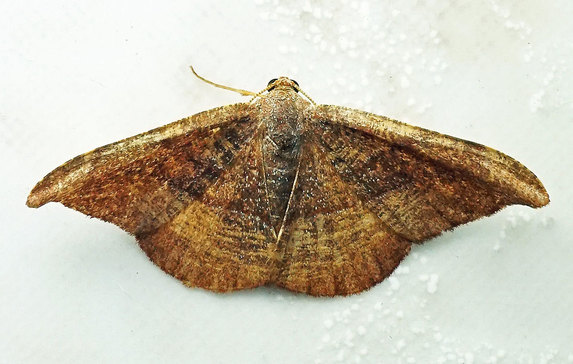 #740 Dapa, Valle Del Cauca<br />
2100m