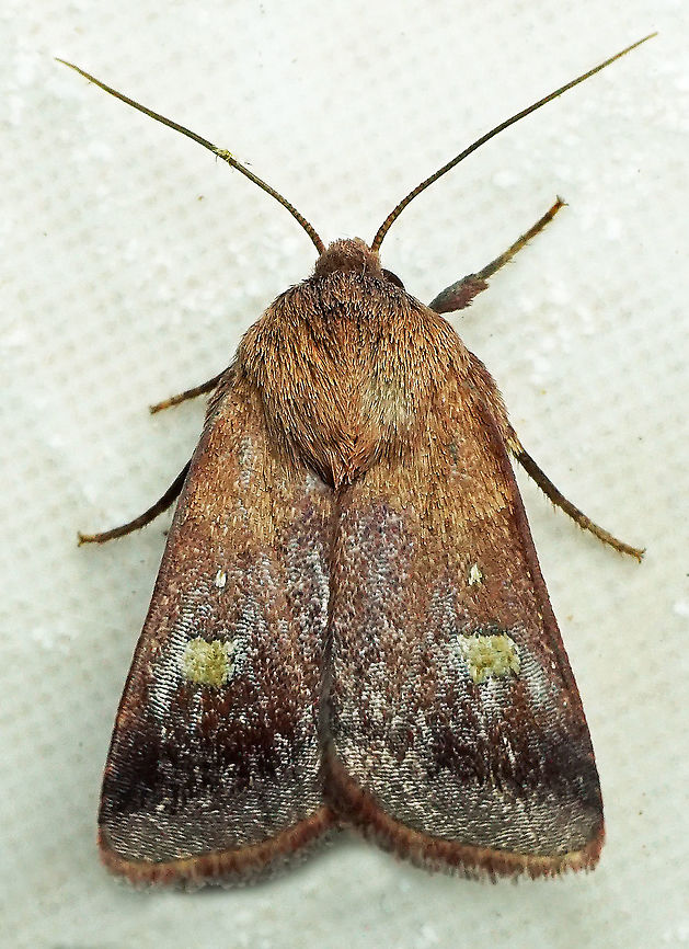 Xestia sp. Dapa, Valle Del Cauca<br />
2100m