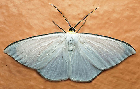 Psilosetia pura Dapa, Valle Del Cauca
2100m Psilosetia pura