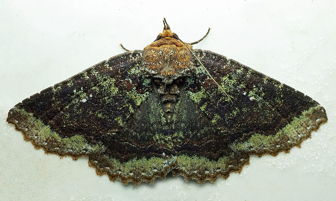 Zale sp. Dapa, Valle Del Cauca<br />
2100m