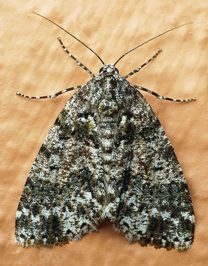 #742 Dapa, Valle Del Cauca<br />
2100m