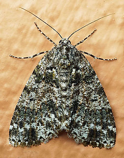 #742 Dapa, Valle Del Cauca
2100m