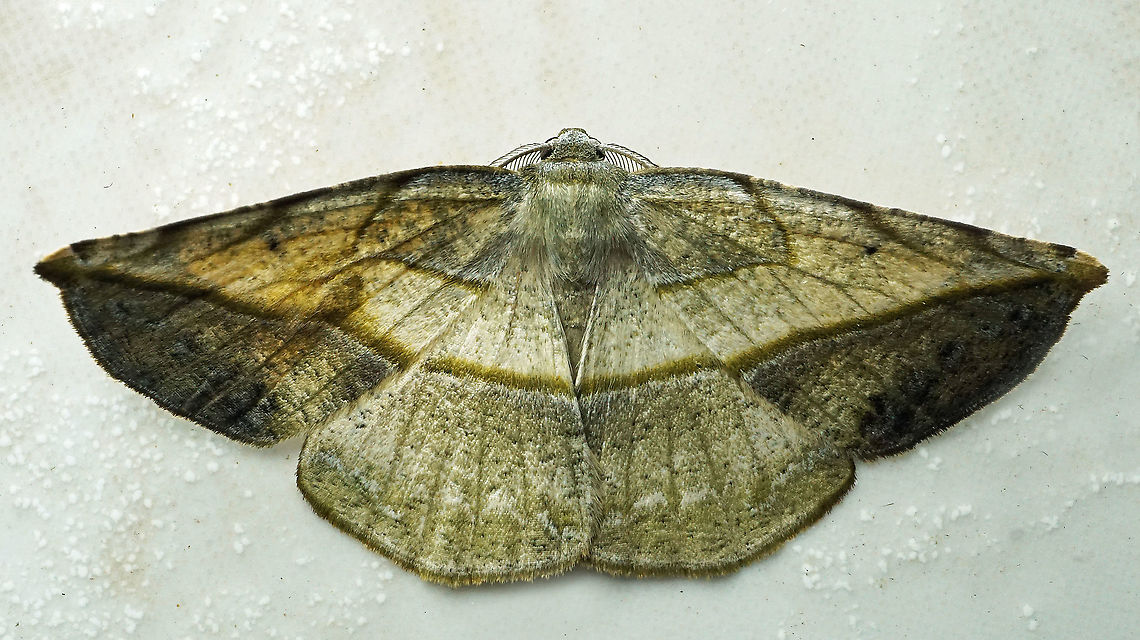 Oxydia augusta Dapa, Valle Del Cauca<br />
2100m