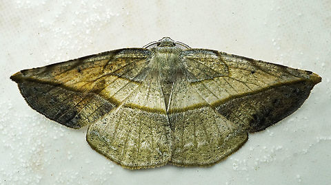 Oxydia augusta Dapa, Valle Del Cauca
2100m